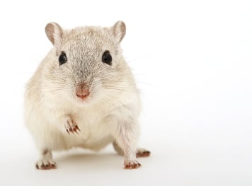 Foto aus Pixabay animal-1238238_640.jpg